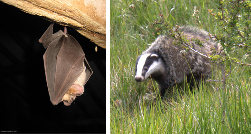 Badger and Bat